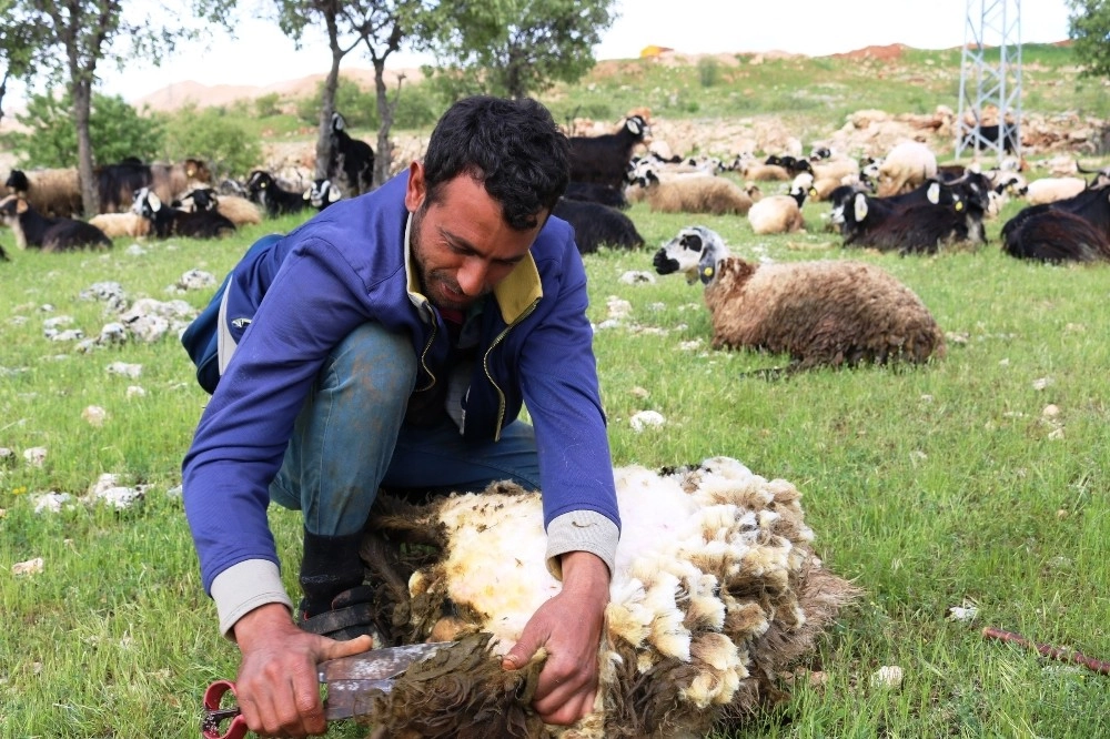 Diyarbakırda Koyun Kırma Sezonu Başladı