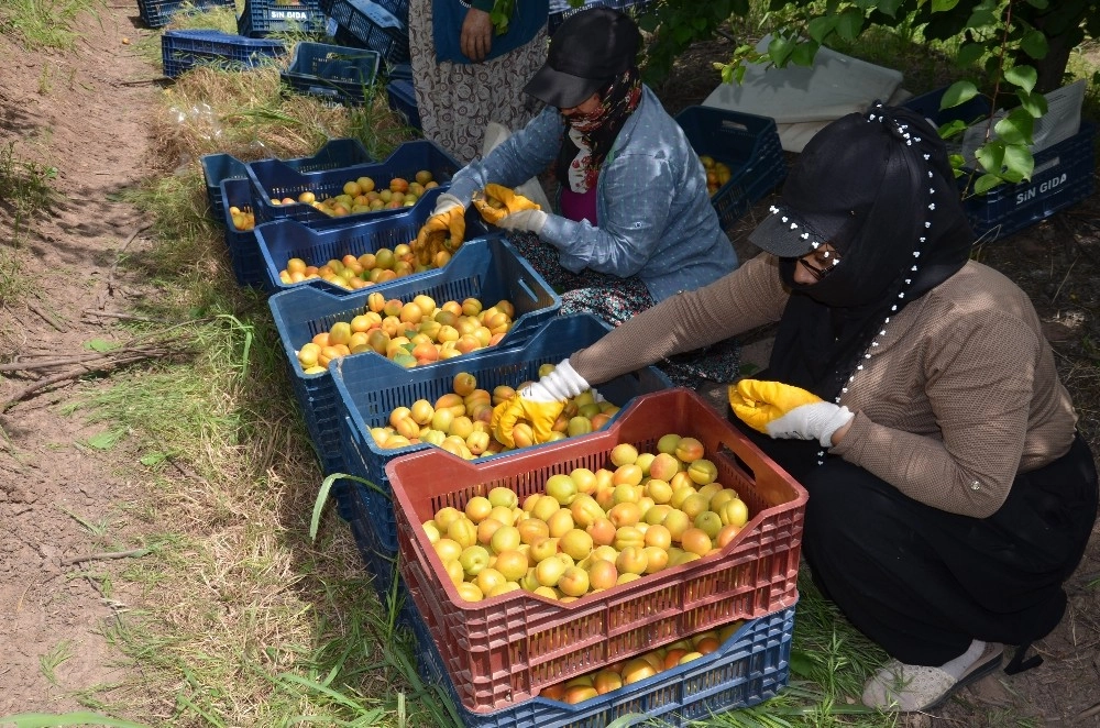 Hatayda Kayısı Hasadı Başladı