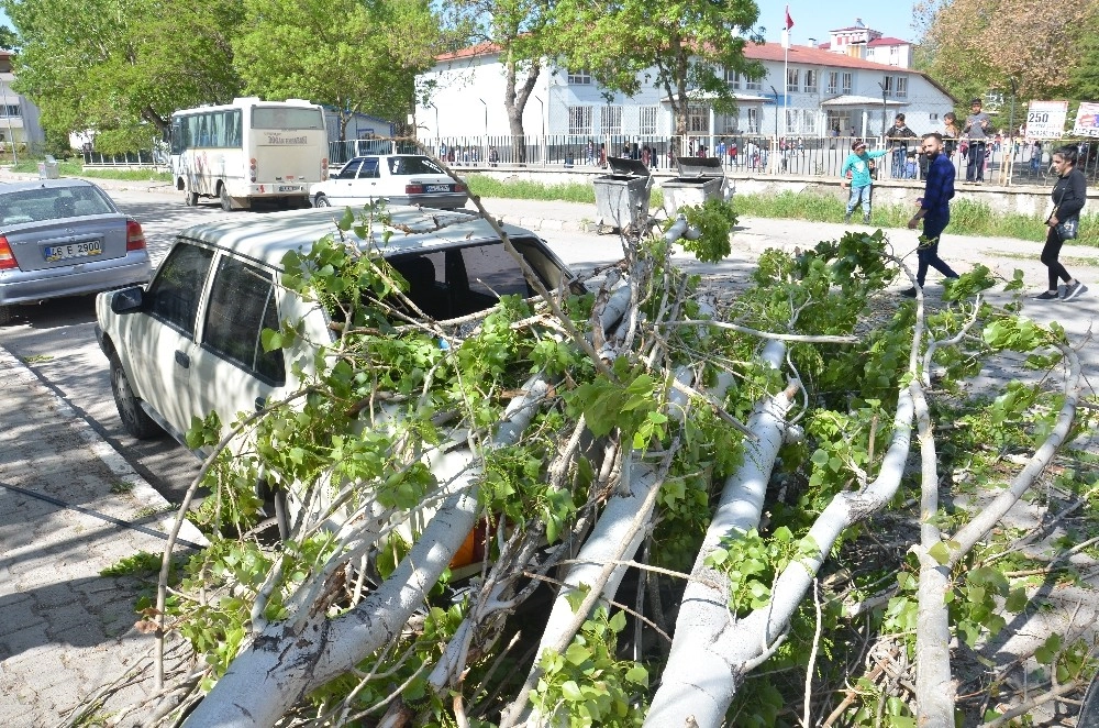 Çürük Kavak Ağacı Otomobilin Üzerine Devrildi