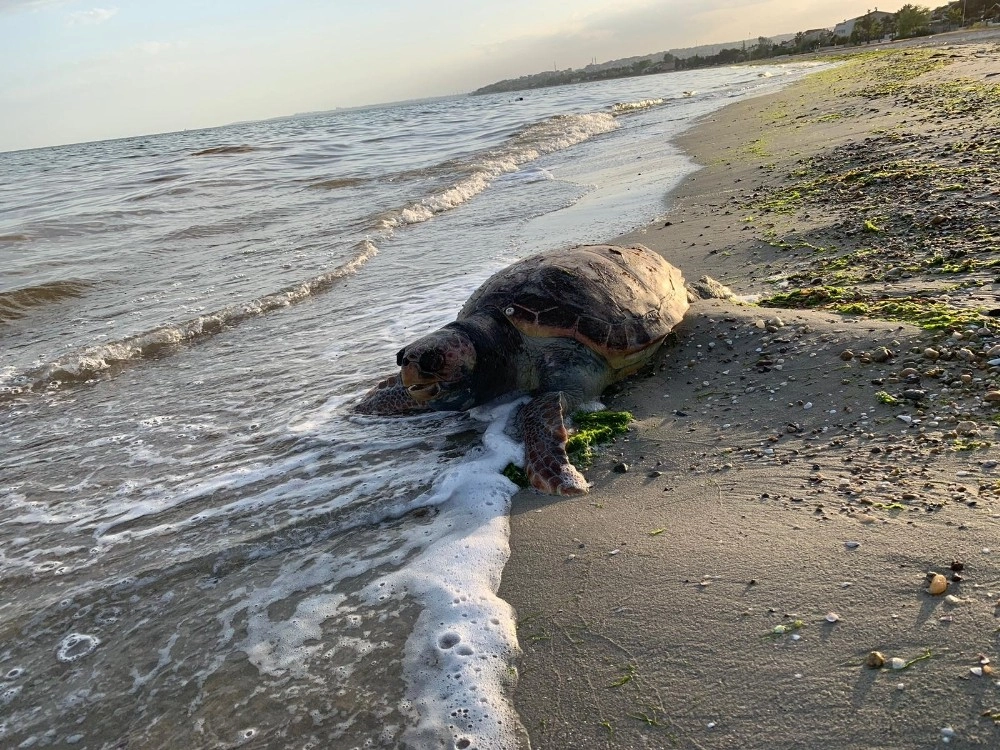 (Özel) Silivride Ölü Caretta Caretta Kıyıya Vurdu