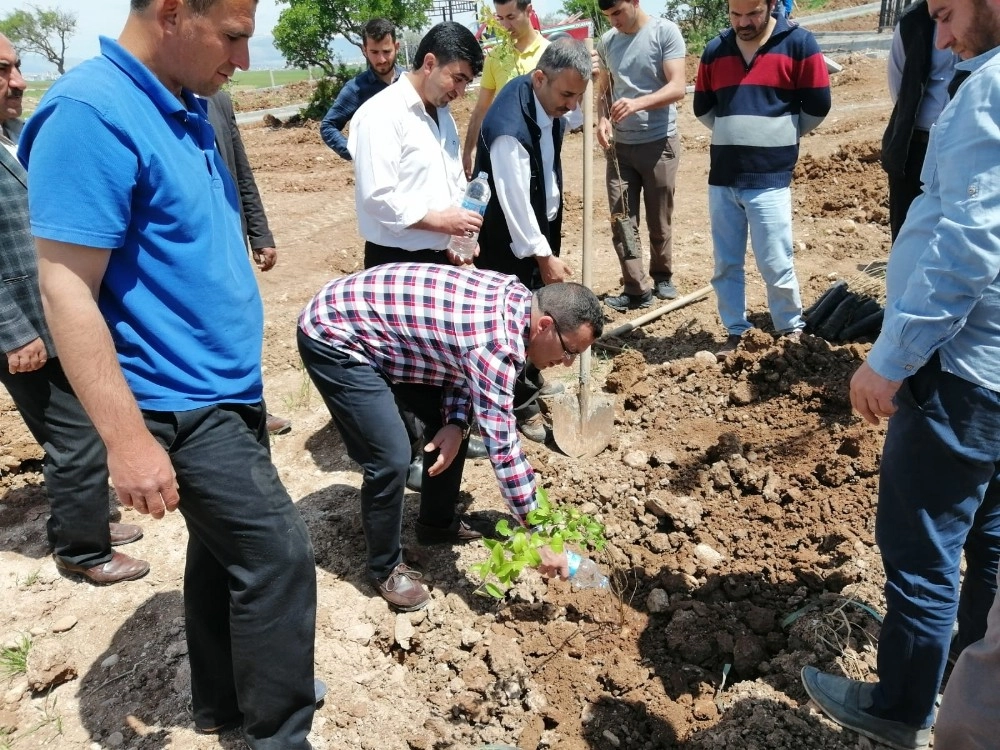 Kahtada 800 Ağaç Toprakla Buluşturuldu