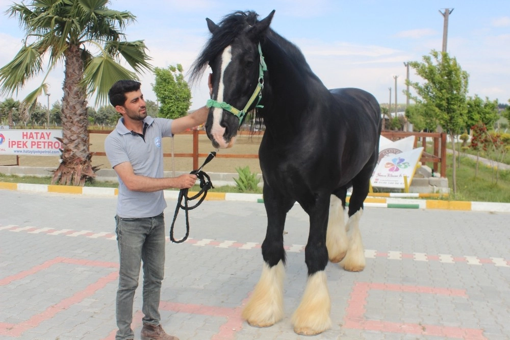 Hatayda Bin 200 Kiloluk At Görenleri Şaşırtıyor