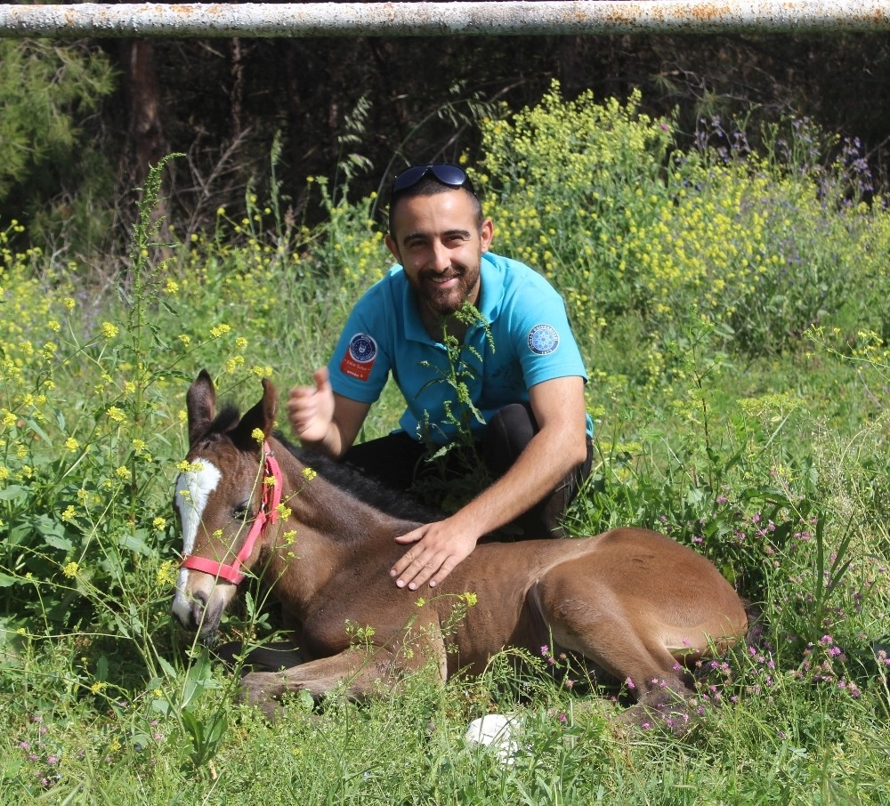 (Özel Haber) Üniversitenin İlk Yarış Tayı Dünyaya Geldi