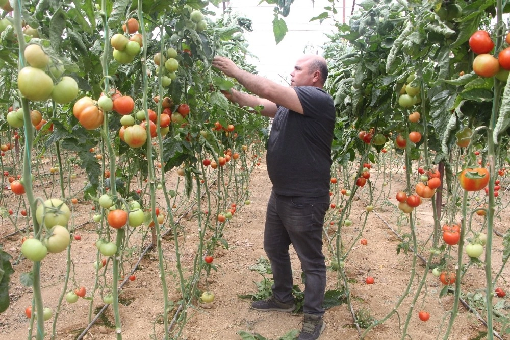 Domates Fiyatları Uzun Aradan Sonra Üreticisini Güldürdü