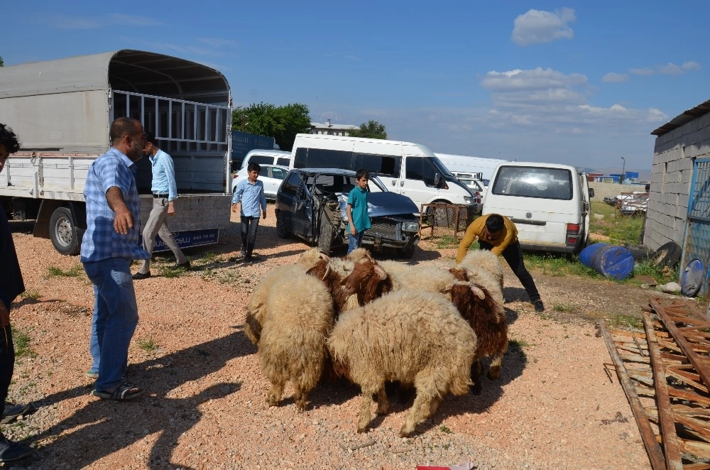 Şanlıurfadan Kaçak Yollarla Getirilen 50 Koyun Ele Geçirildi