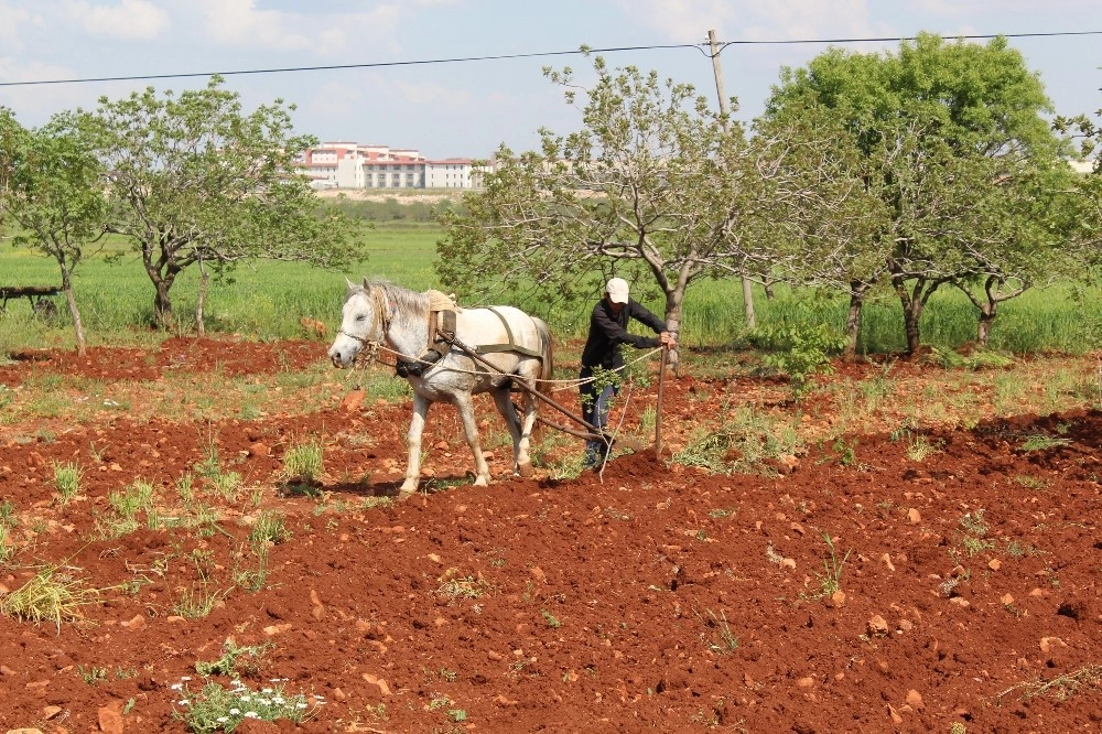 Fıstık Bahçeleri Atla Sürülüyor