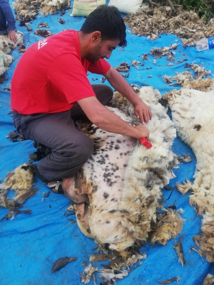 Mardinde Koyun Kırkma Sezonu Başladı