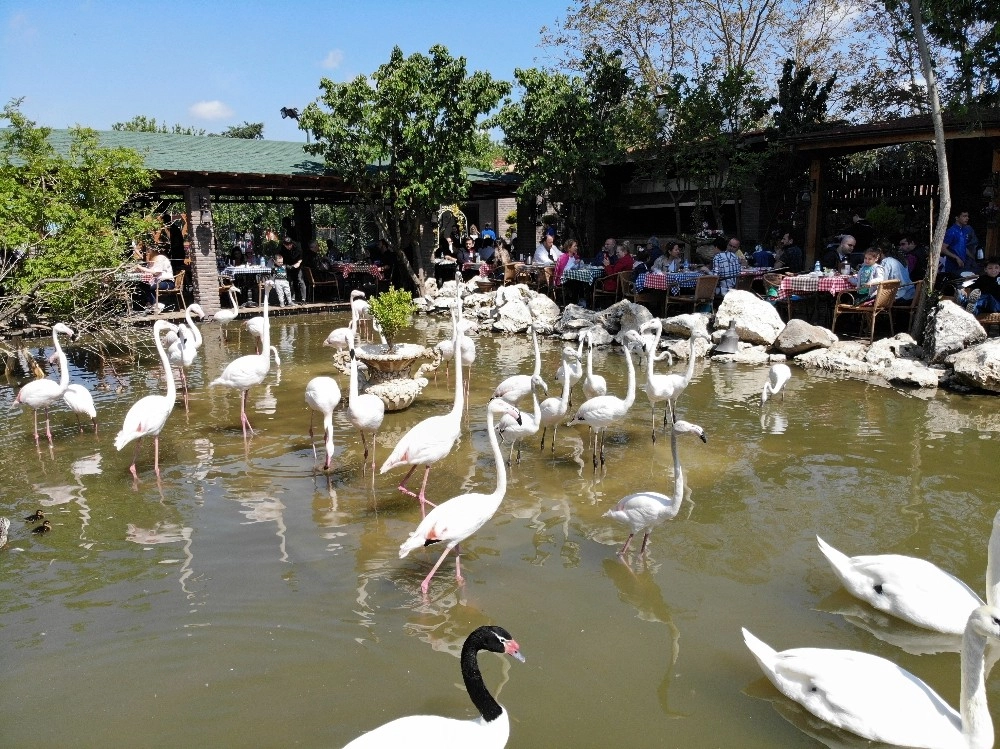 (Özel) "flamingolu Köy" Anneler Gününde Ziyaretçi Akınına Uğradı