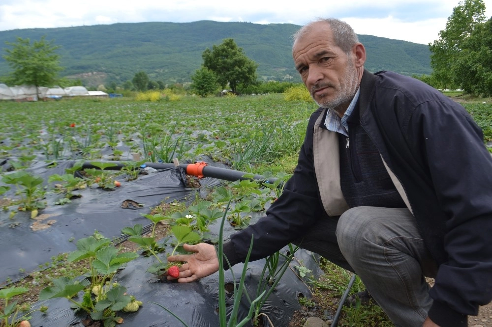 (Özel) Bursa Çileğinde İlk Hasat Başladı