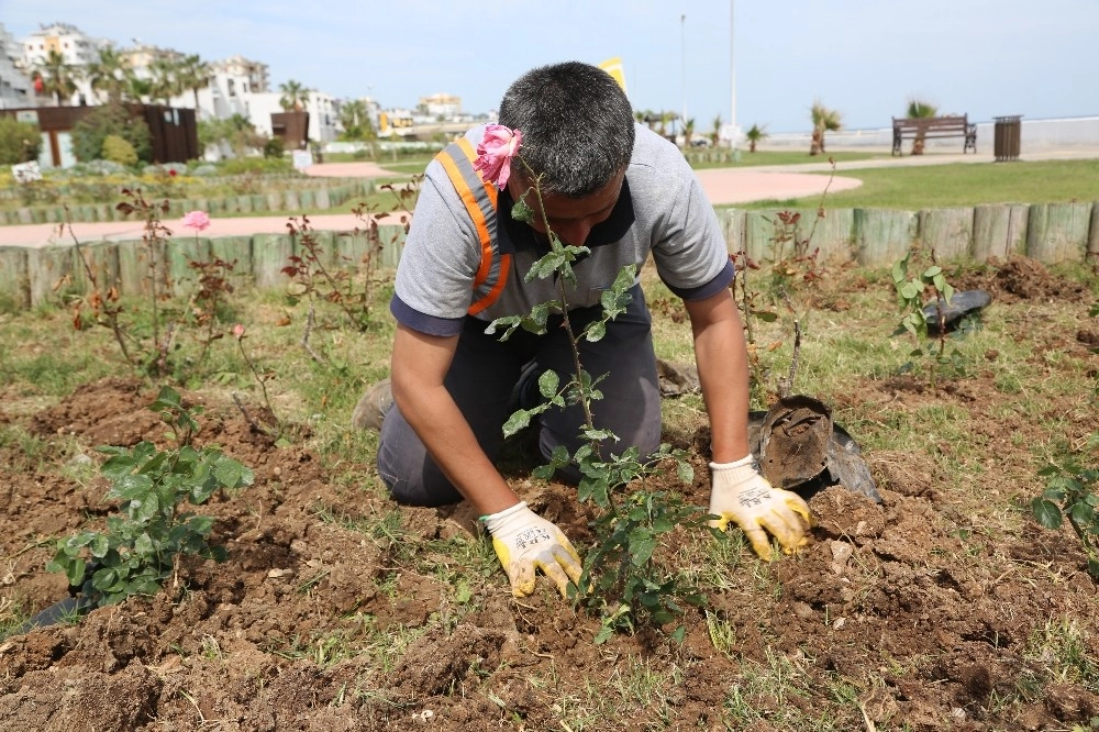 Erdemli Sahili Çiçeklerle Donatılıyor