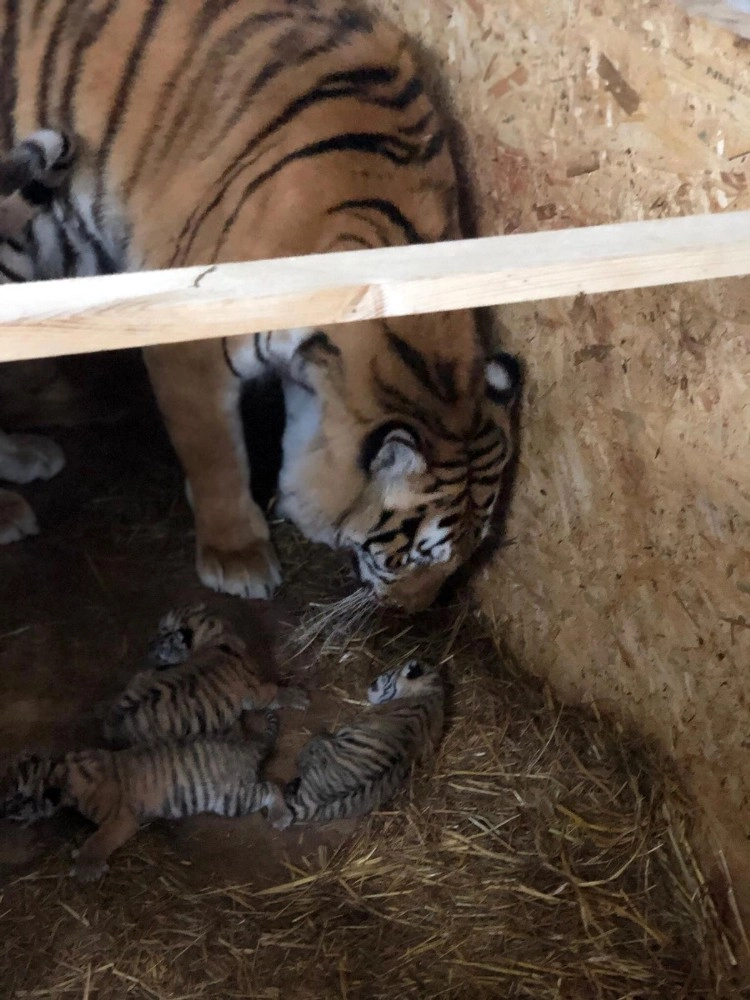 Aslanparktaki Bengal Kaplanı Üç Yavru Dünyaya Getirdi