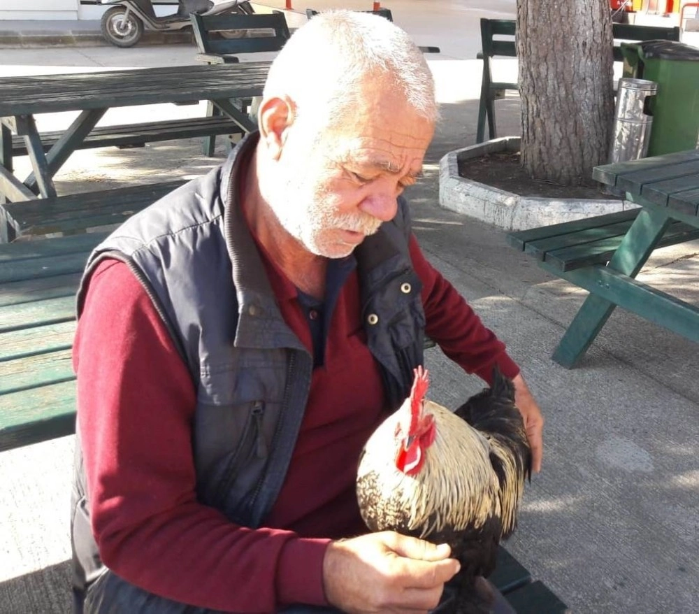 Datçanın En Zengin Horozu; Necati