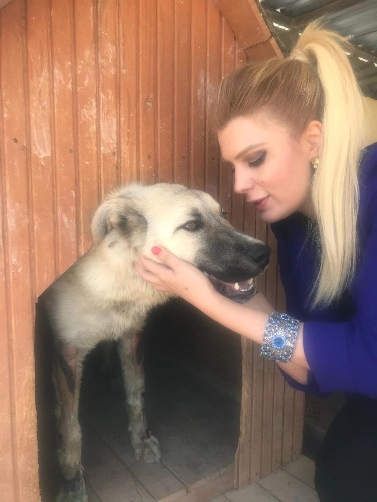 Çekicinin Arkasına Bağlanarak Sürüklenen Köpeğe Avukat Sahip Çıktı