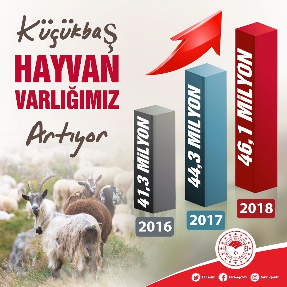 Türkiyede Küçükbaş Hayvan Sayısı Artıyor