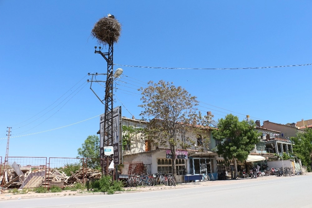 40 Yıldır Aynı Elektrik Direğinde Konaklıyorlar