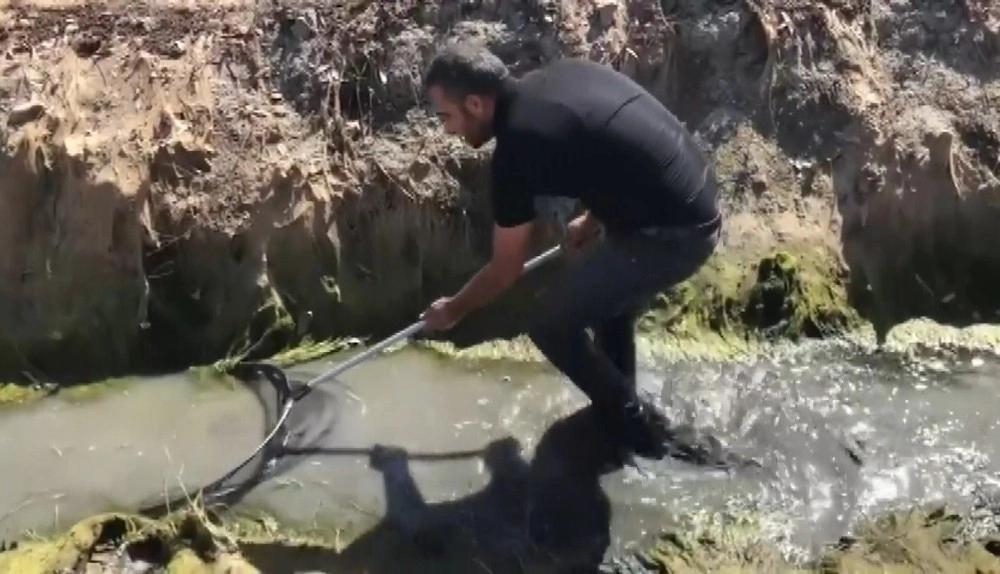 Amik Ovasında Kurtarılan Balıklar Göle Taşındı