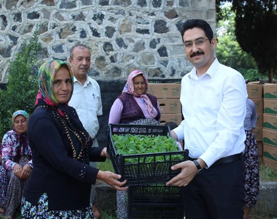 Kadın Çiftçilere Biber Fidesi Dağıtıldı