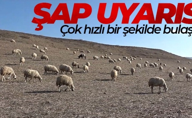 Uzmanından şap varyantı uyarısı: 'Çok hızlı bir şekilde bulaşıyor'