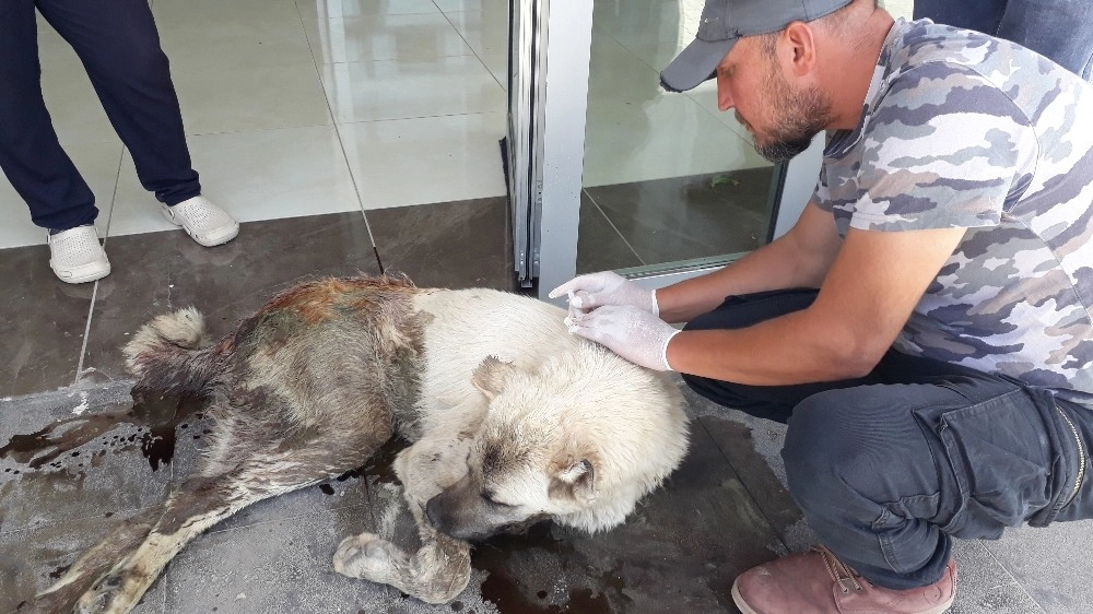 Silahla Vurulan Yaralı Köpek Aile Hekimliğine Sığındı