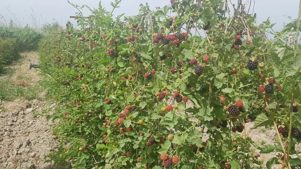 Osmaniye'de Böğürtlen Ekti, Şimdi Siparişlere Yetişemiyor