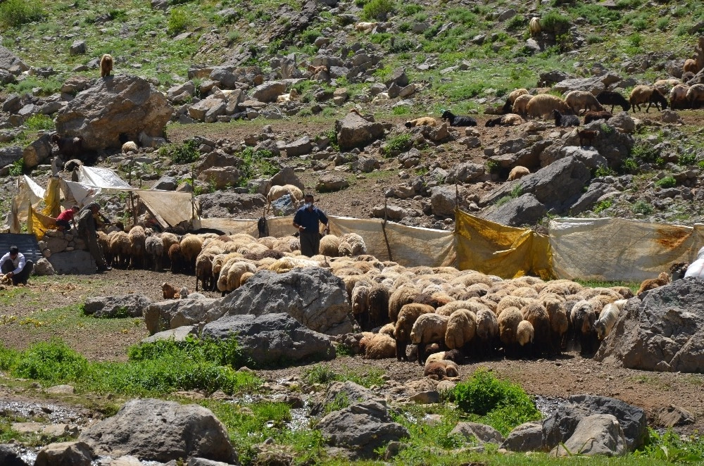 Yaylalarda Koyun Kırkma Dönemi Başladı