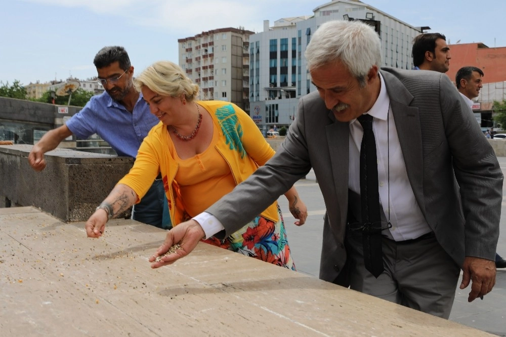 Şeyh Sait Meydanındaki Kuşlara Düzenli Yem Ve Su Bırakılacak