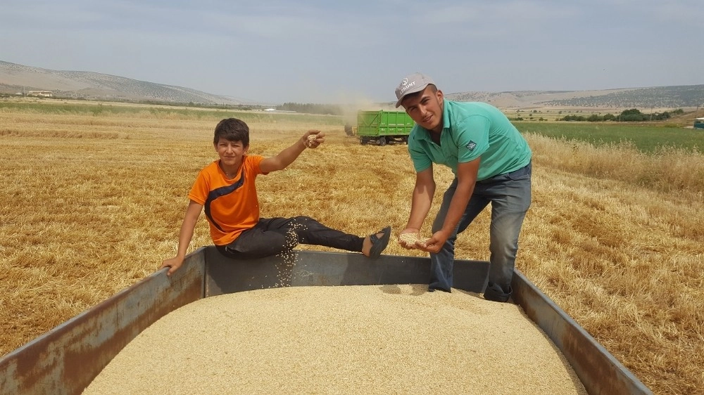 Arpa Ve Buğdayda Yüksek Rekolte Çiftçiyi Sevindirdi