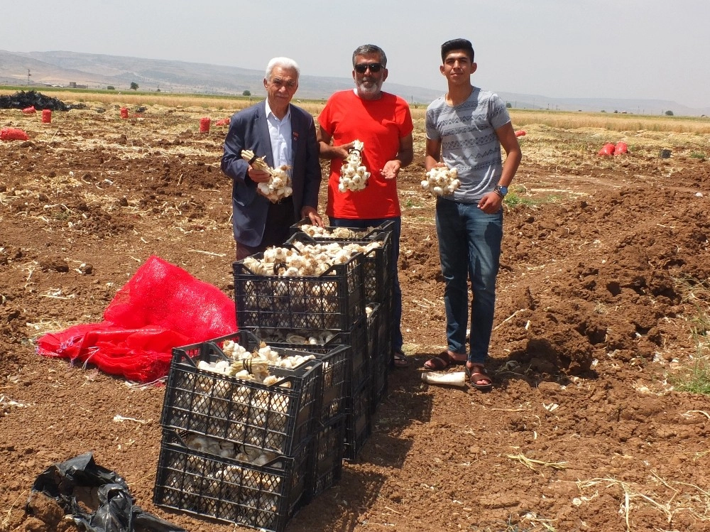 Sarımsaklarını Şehit Ve Gazi Ailelerine Bağışladı