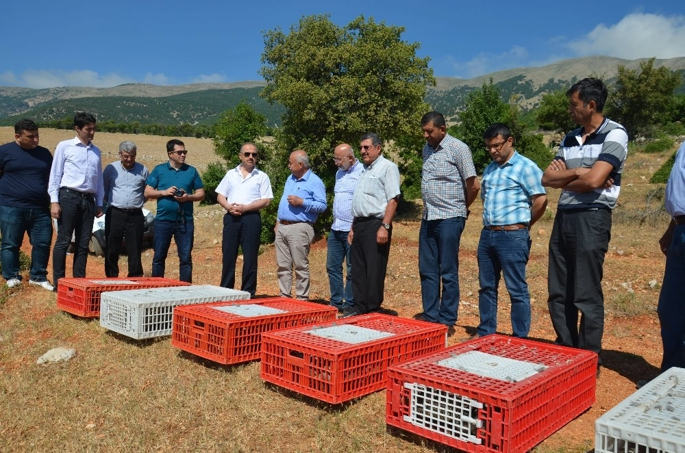 Hatayda Kınalı Keklikler Doğaya Bırakıldı