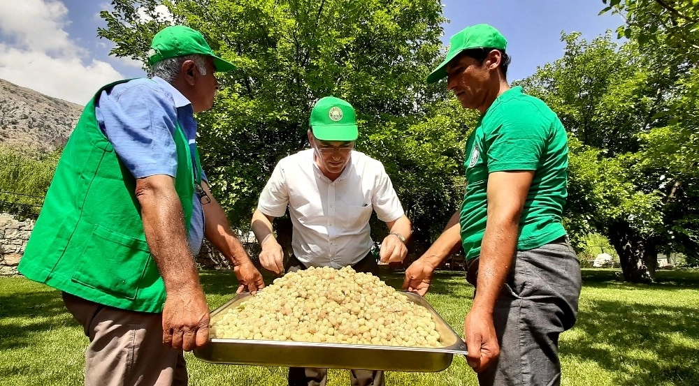 Adıyaman'da Dut Hasadı Başladı