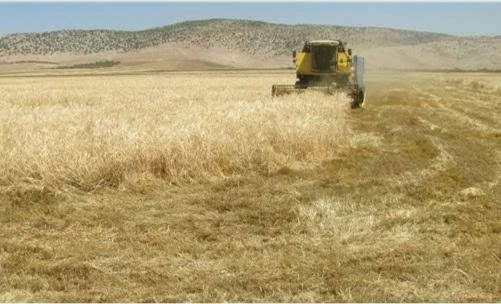 Biçerdöverin Altında Kalan Adam Ağır Yaralandı