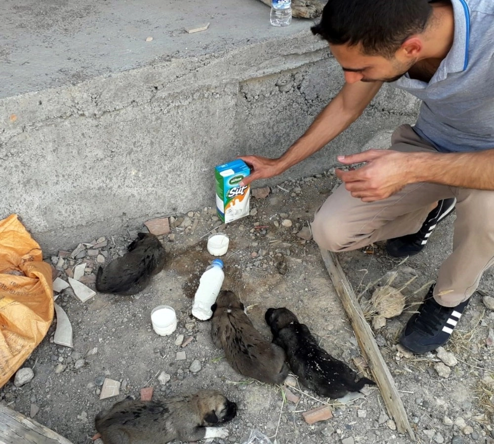 Yavru Köpekler Dicle Elektrik Ekibi Sayesinde Kurtuldu