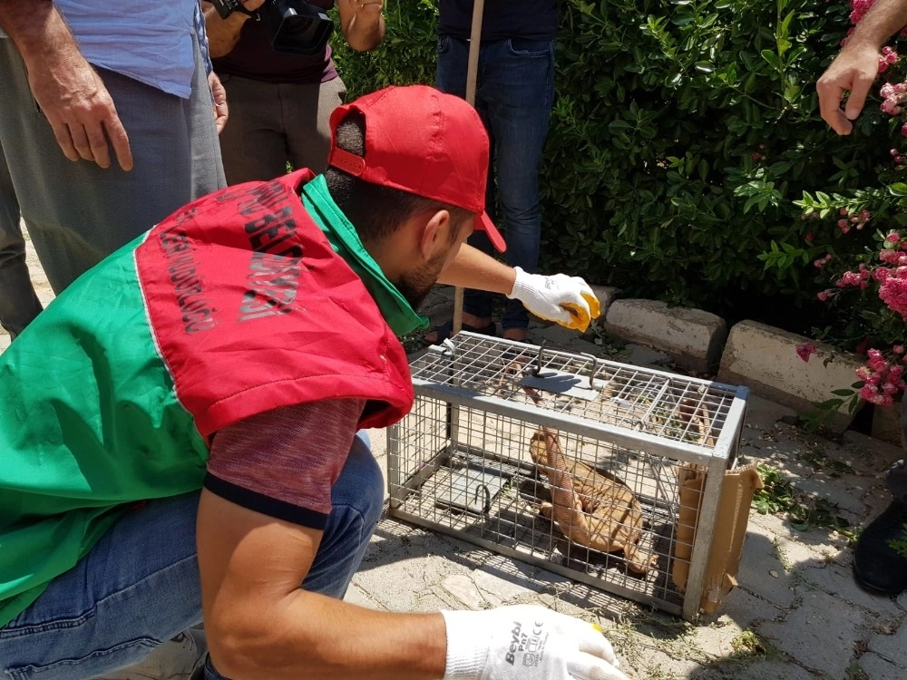 Karaköprüde Nesli Tükenmekte Olan Çöl Varanı Görüldü