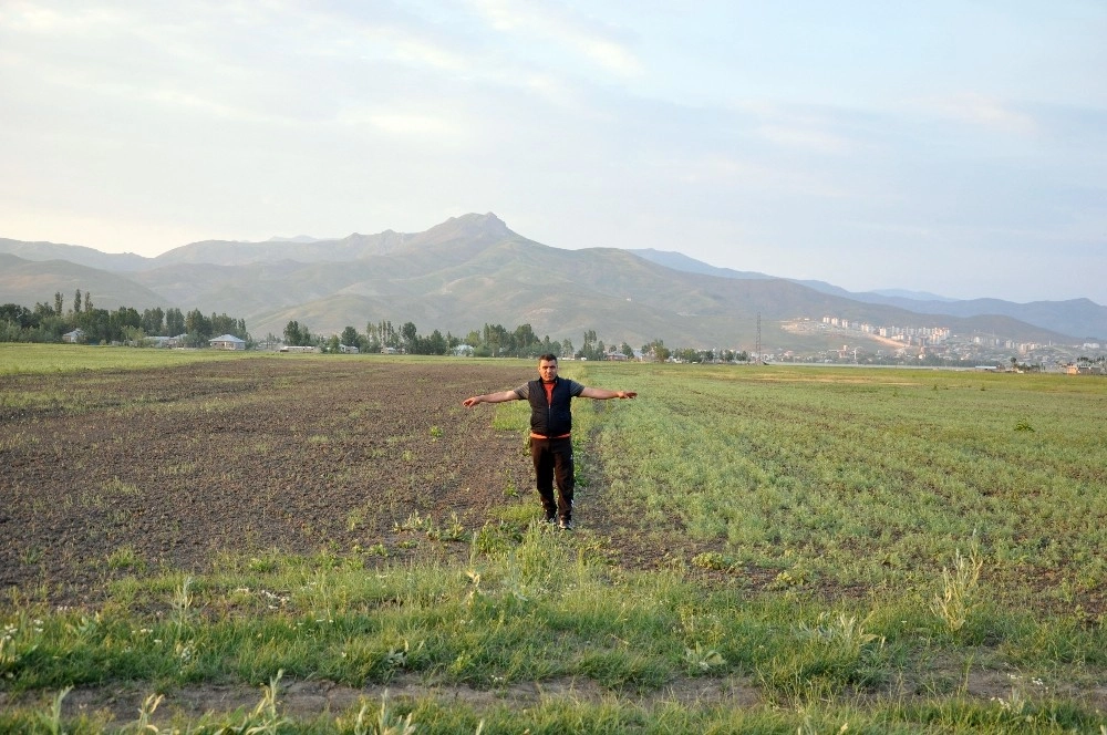 Yüksekovada Çekirge İstilası