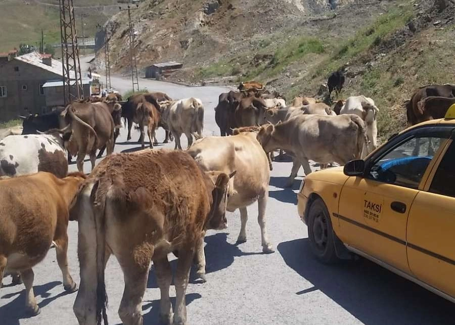 Zabıta Ekipleri Şehir Merkezine Başıboş Bırakılan Hayvanları Topladı