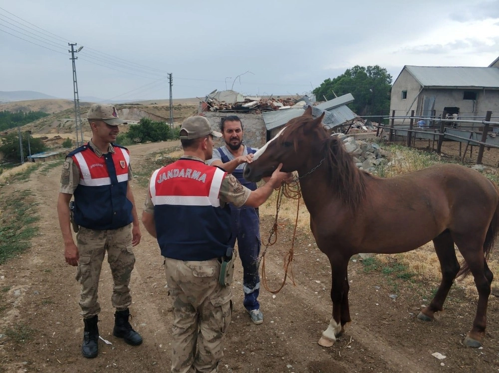 At Hırsızı Yakalandı