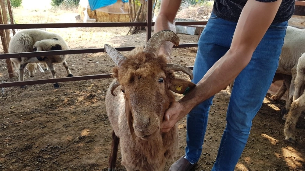 Dört Boynuzlu Koç İlgi Odağı Oldu