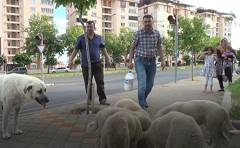 Evine Götüreceği Sütü Sokak Köpeklerine İçirdi