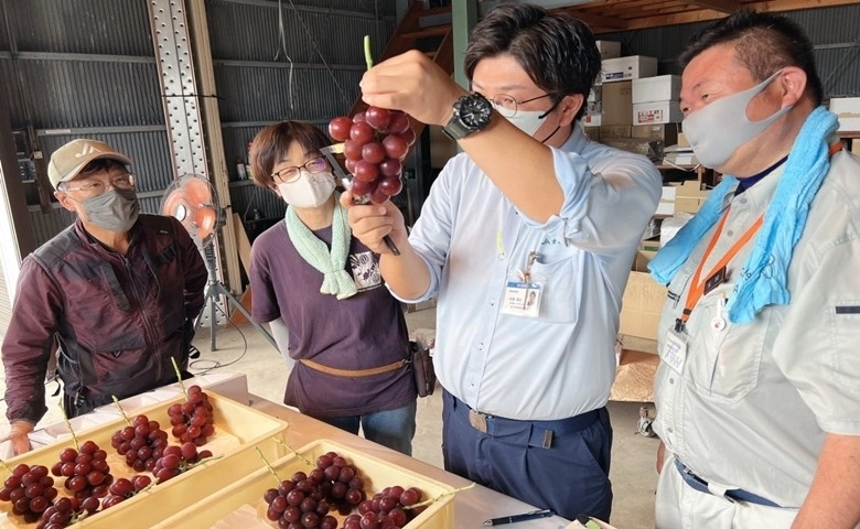  Japonya'da özel üretim salkım üzüm, 10 bin 800 dolara satıldı