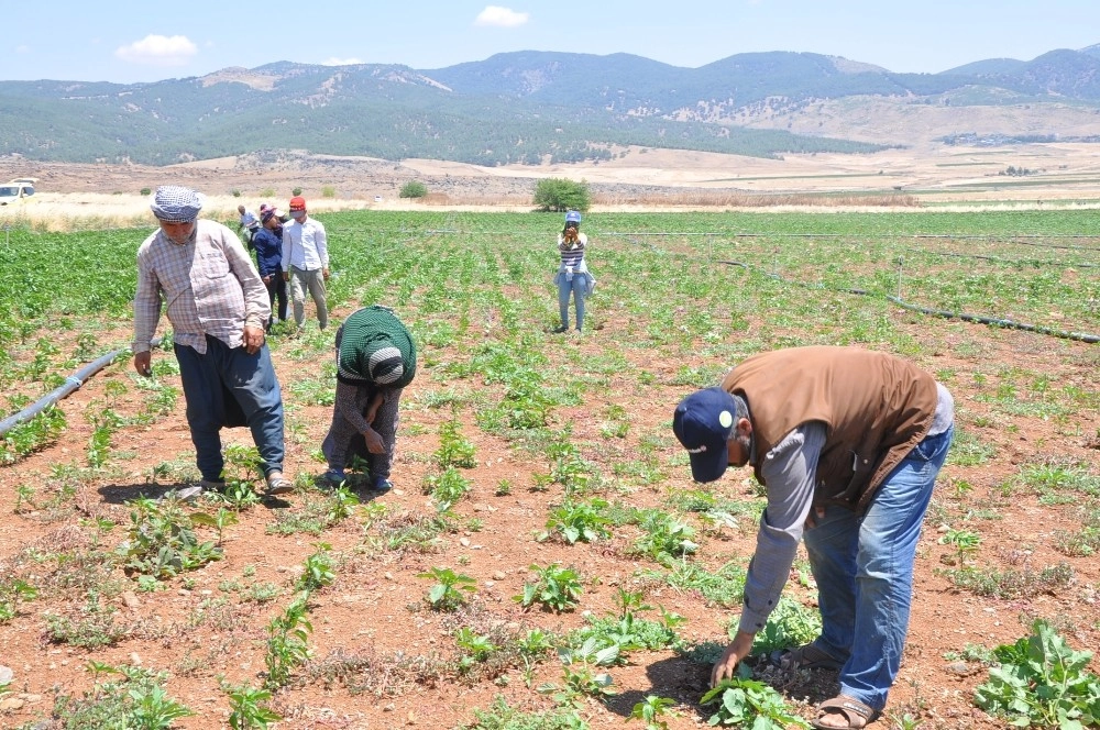 İslahiye'de Kırmızı Biber Üreticilerinden Fiyat Uyarısı