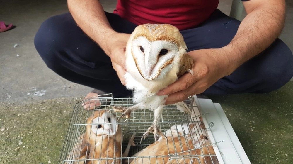 Mahalleyi Tedirgin Eden Esrarengiz Sesin Sırrı Çözüldü