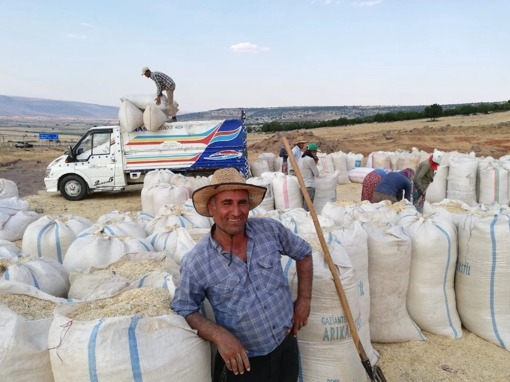 Tahılda Hasattan Sonra Saman Telaşı