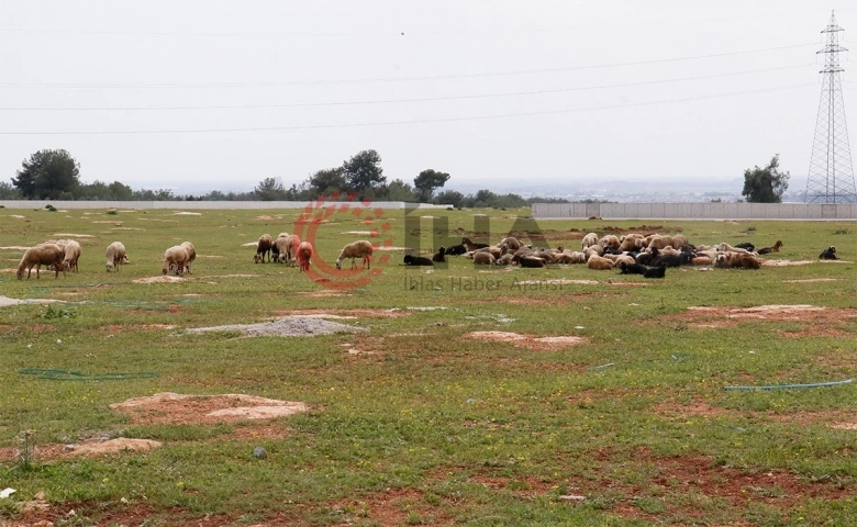 Sokak köpekleri bir yılda 30 koyunu telef etti