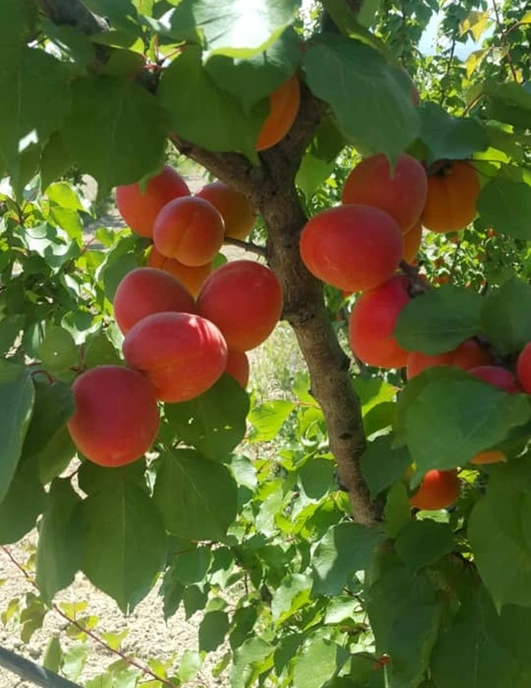 Kayısının Genetiği Değiştirildi İddialarına Cevap