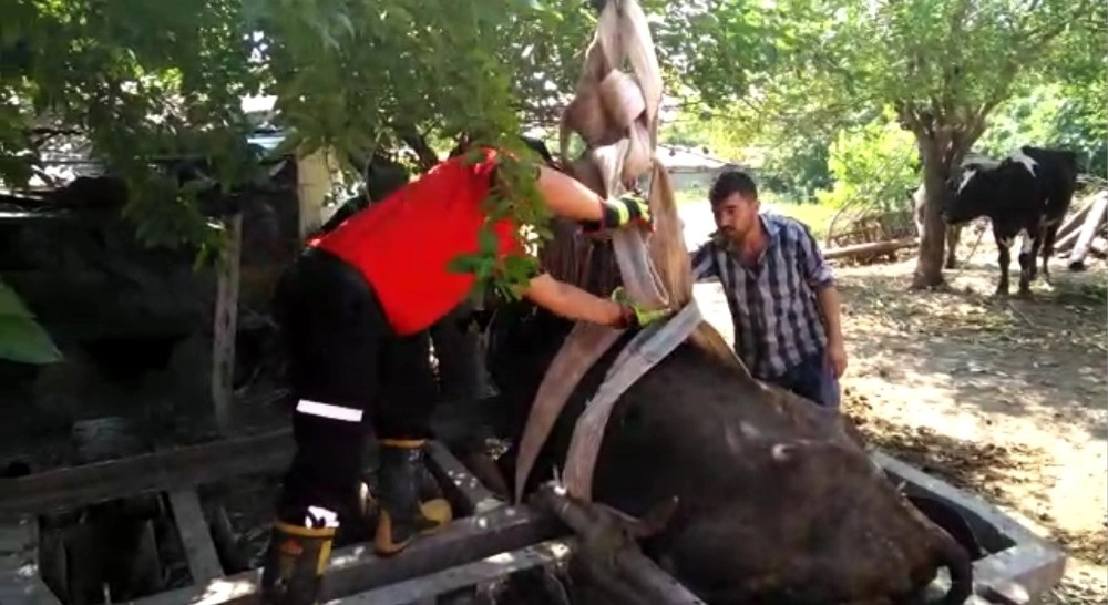 Tarım Aletine Sıkışan İneği Cankur Kurtardı