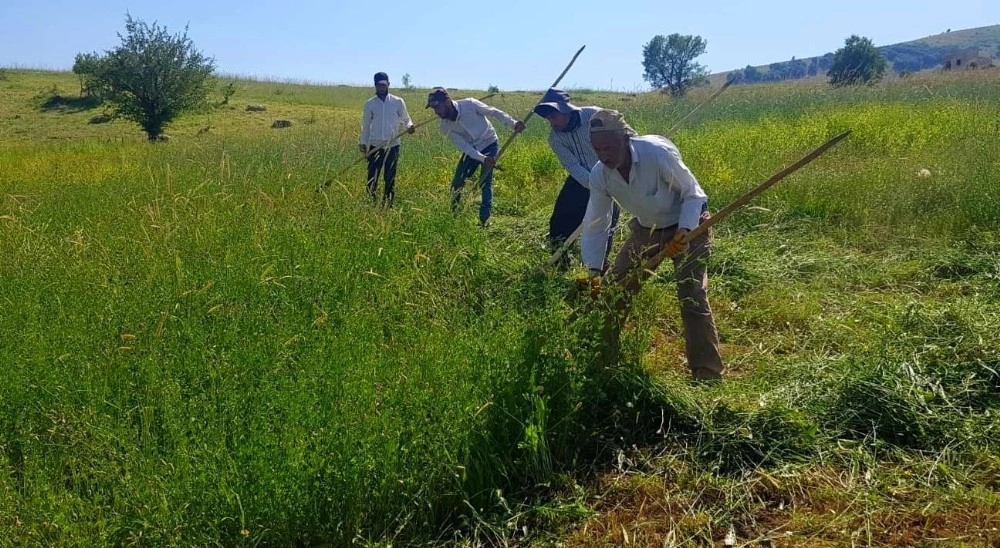 Üniversite Mezunu Kızgın Güneş Altına Tırpan Çekiyor