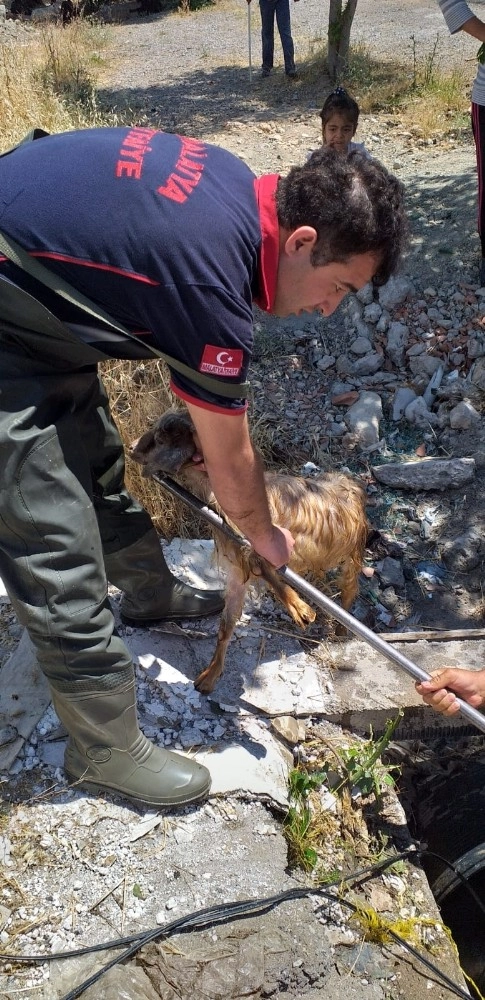 Kuyuya Düşen Keçiyi İtfaiye Ekipleri Kurtardı