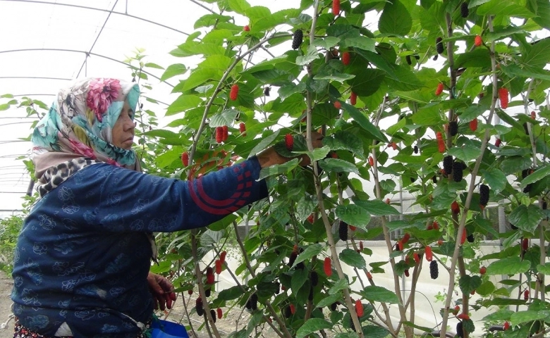 Mersin'de karadut hasadı: Kilosu 50 liradan ihraç ediliyor