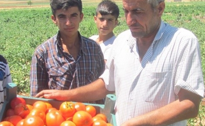 Araban'da yerli domates hasadı başladı