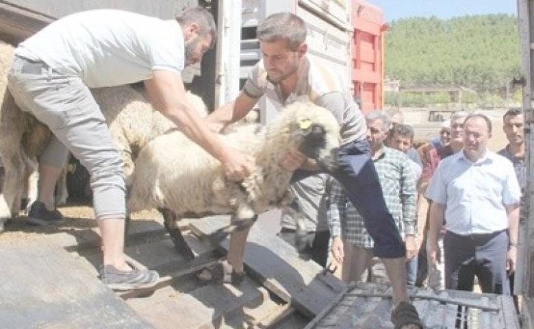 Adıyaman’da genç çiftçilere koyun dağıtıldı